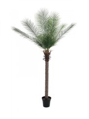 Phoenix palma deluxe, 220 cm Phoenix palma deluxe, 220 cm