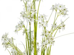 Jasmínová tráva s bílými květy, 130 cm