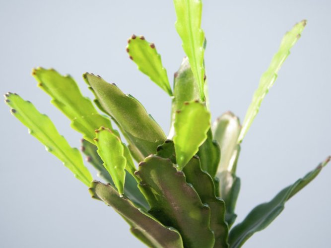 Epifylum kaktus, 36 cm