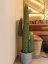 Mexický kaktus zelený, 117 cm