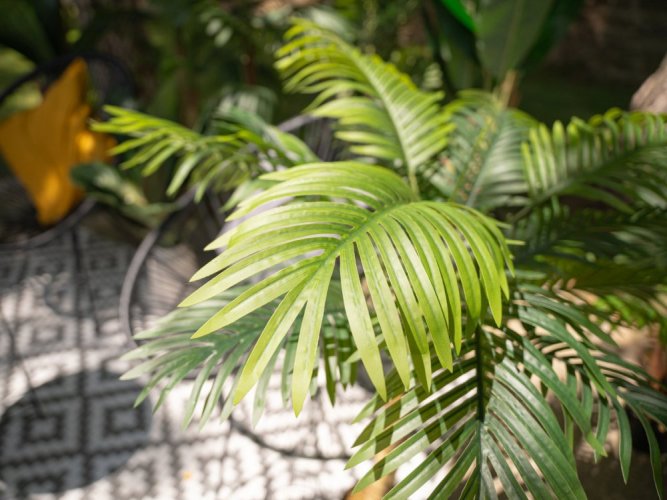 Palma Areca, 2 kmeny, 120 cm