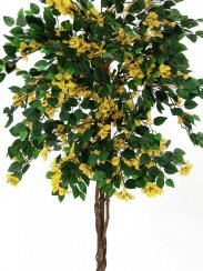 Bougainvillea žlutá, 180 cm