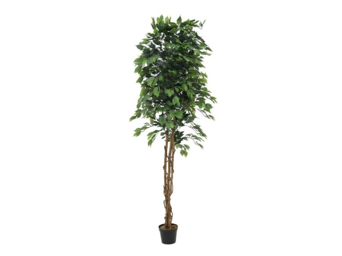 Stříbrný fikus-Benjamin, 240cm - použito (82506118)