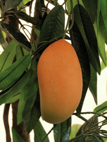 Strom Mango s plody v květináči, 165 cm