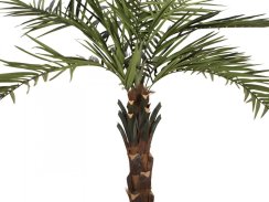 Kentia palma deluxe, 300cm