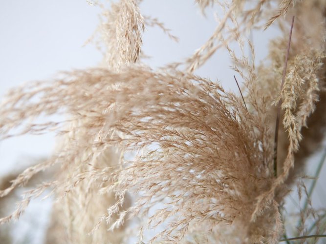 Čínská stříbrná tráva, 180 cm