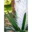 Bromélie, bílá, 100cm - rozbaleno (82532001)