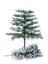 Umělý vánoční stromek Jedle zasněžená, 240 cm - použito (83500191)
