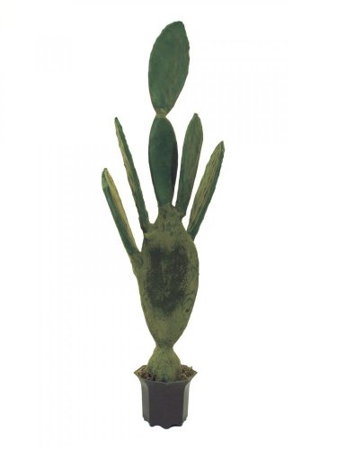 Kaktus Nopal, 130 cm