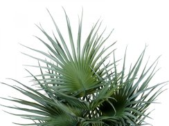 Fan palma, 55cm