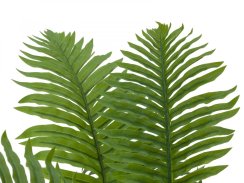 Cycas palma, 70 cm