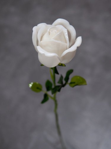 Růže bílá, krystalická 81cm, 12ks