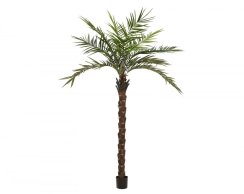 Kentia palma deluxe, 300cm