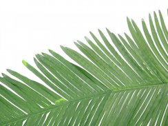 Palma list - kokos královský (kus), 180 cm