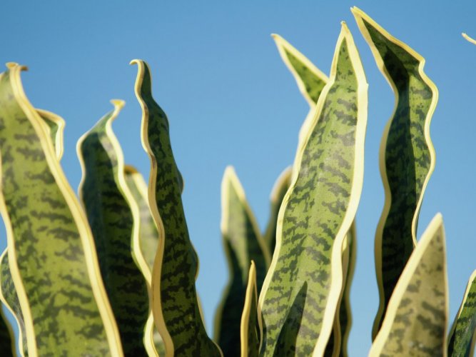 Sansevieria zeleno-žlutá, 50 cm