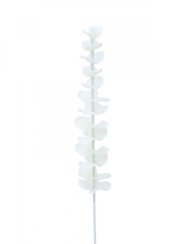 Eukalyptus bílý - křišťálový, 81 cm, 12 ks