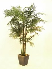 Cykasová palma, 280 cm - použito (82511360)