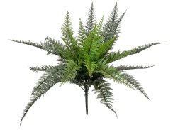 FIRESILX Bostonská kapradina trs, 50 cm