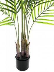 Areca palma s velkými listy, 125 cm