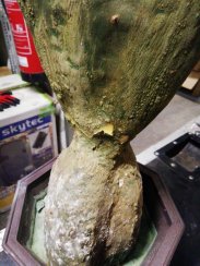 Kaktus Opuncie, 130 cm - poškozeno (82600065)