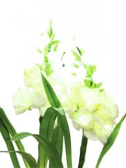 Arum sada bílá, s bílými LED diodami, 85 cm