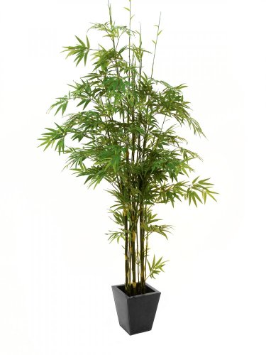 Bambus strom s černým kmenem, 240 cm