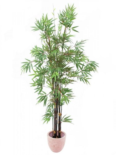 Bambus strom s černým kmenem, 210 cm
