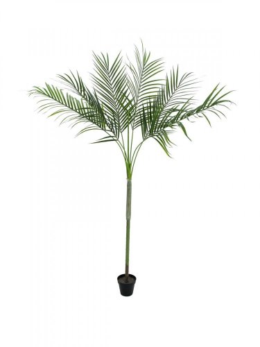 Areca palma s velkými listy, 180 cm