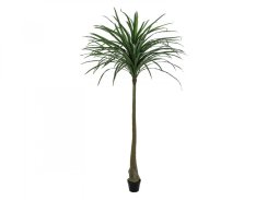 Dracena zelená, 220 cm Dracena zelená, 220 cm