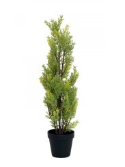 Cypřiš světlý v květináči, 60 cm