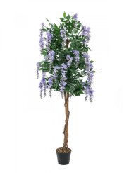 Vistárie fialová, 180 cm