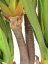Šavlozubá agáve, 185 cm