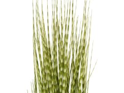 FIRESILX Ozdobnice čínská, 120 cm