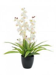 Orchidej bílá s listy, 80 cm - použito (82530336)