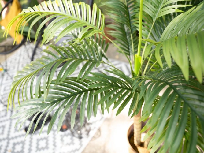 Palma Areca, 2 kmeny, 120 cm