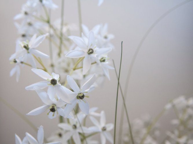 Jasmínová tráva s bílými květy, 130 cm