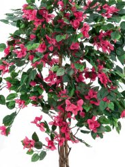 Bougainvillea červená, 180 cm