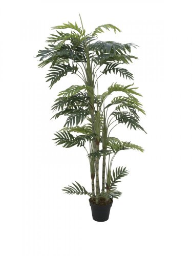 Phoenix palma s více kmeny, 170 cm