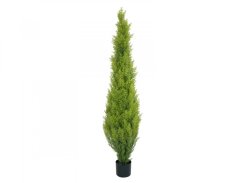 Cypřiš světlý v květináči, 120 cm