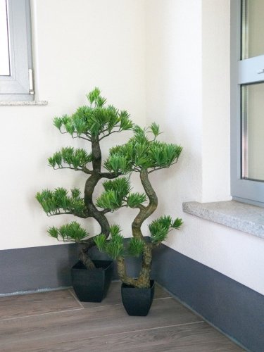 Borovicová bonsai, 95cm