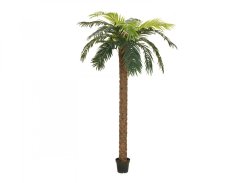 Phoenix palma deluxe, 250 cm
