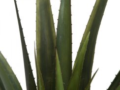 Aloe-Vera rostlina, 60 cm