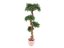 Bonsai palma, 120cm – rozbaleno (82511514)
