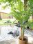 Palma Areca, 2 kmeny, 120 cm