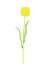Tulipán žlutý – křišťálový, 61 cm, 12 ks
