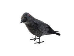 Europalms Havran, 18 cm Europalms Havran, 18 cm