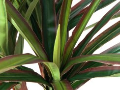 Dracena zeleno-červená, 120 cm