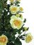 Růžový keř s květináčem, žlutá, 140 cm