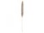JOLIPA Pampas tráva, sušený klas, natural, 137cm