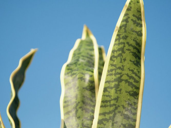 Sansevieria zeleno-žlutá, 50 cm